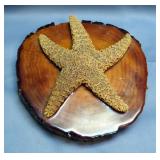 Wall Hanging Mounted Starfish, 10.5" Konch Shell On Base, Seashell Mirror, And Large Amount Of Loose