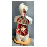 Denoyer Geppert Human Male Torso Medical Model On 360 Degree Swivel Base, 32" Tall
