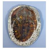 Large Trilobite Fossil Plate, 10x7.5"