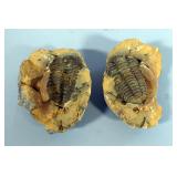 Trilobite Fossil, 4"