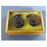 Polished Ammonite Fossils In Display Case, Jewelry Grade