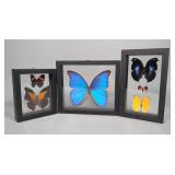 Butterfly Displays, Morpho Didius, Adelpha Lycorias, Historis Odius, Napeocles Jucunda, Diaethria Ne