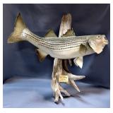 Bass Taxidermy Mount, 11 lbs 4 oz Fish Caught In Lake Texoma