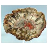 Polished Petrified Wood Branch Slices, Qty 2 - 5" x 6" And 6" x 3.5" 