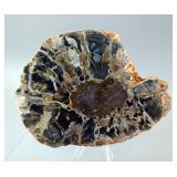 Polished Petrified Wood Branch Slices, Qty 2 - 5.5" x 5" And 5.5" x 4.5"