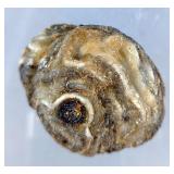 Orca Agate Geodes, Qty 3