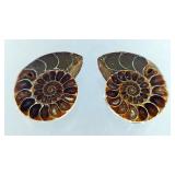 Polished Ammonite Fossils In Display Case, Jewelry Grade