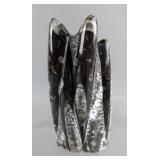 Orthoceras 