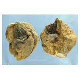 Trilobite Fossil, 4" 