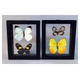 Butterfly Displays, Godyris Zavaletta, Phoebis Philea, Gannyra Phaloe, Heliconius Wallacei 