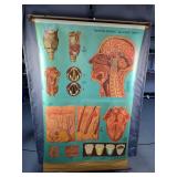 Denoyer-Geppert Company Roller Pull Down, Subject Anatomy Of The Throat