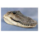 Taxidermy Alligator Head, 2.5" x 7" 