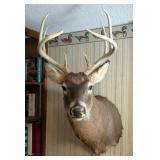 Taxidermy 8-Point Buck Shoulder Mount, Approx 36" x 16" x 25", And Deer Themed Wall Mounted Gun Rack