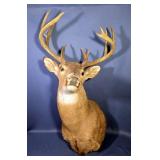 Whitetail Buck Taxidermy Wall Mount, 12 Points On Antlers, Includes Droptine