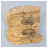 Trilobite Fossil, 5"