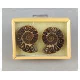 Polished Ammonite Fossils In Display Case, Jewelry Grade