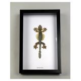 Gliding Gekko Ptychozoon Kuhli Specimen Display, 10.5x7