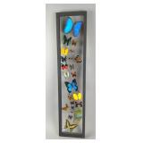  Impressive Butterfly Display, 36x8.25