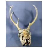 Animal Skull, Believed To Be White Tailed Deer, Span Between Antlers Is 9.5"