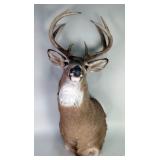White-Tailed Deer Taxidermy Mount, 8 Point, 14" Span Between Antlers 