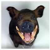 Wild Boar Taxidermy Mount, Approx 17" X 26" X 13" 