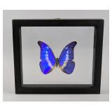 Morpho Helena Butterfly Display, 7.75" x 6.75" 