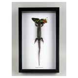 Lizard Eating Butterfly Display, Eutropis Multifasciata, 10.75" x 6.75"