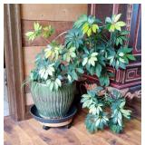 Potted Schefflera Plant in Green Ceramic Container with Wheeled Base Potted Schefflera Plant in Green Ceramic Container with Wheeled Base