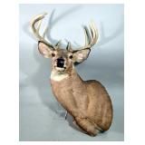 White-Tailed Deer Taxidermy Mount, 9 Point, Approx 18.5" Span Between Antlers White-Tailed Deer Taxidermy Mount, 9 Point, Approx 18.5" Span Between Antlers