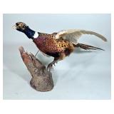 Ringneck Pheasant Taxidery, Approx 35" Long  Ringneck Pheasant Taxidery, Approx 35" Long