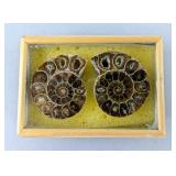Polished Ammonite Fossils In Display Case, Jewelry Grade Polished Ammonite Fossils In Display Case, Jewelry Grade