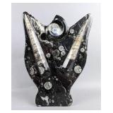 Polished Orthoceras And Ammonite Fossil Display, 8.25" Tall  Polished Orthoceras And Ammonite Fossil Display, 8.25" Tall