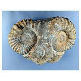 Agadir Triple Ammonite Fossil On Rock, 14" Wide, 13.36kg  Agadir Triple Ammonite Fossil On Rock, 14" Wide, 13.36kg