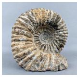 White Ammonite Fossil, Cretaceous Age, c. 90 Million Years Old, Found In Agadir, Morocco, 5" x 5" White Ammonite Fossil, Cretaceous Age, c. 90 Million Years Old, Found In Agadir, Morocco, 5" x 5"