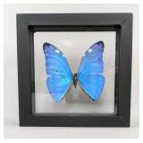 Morpho Marcus Butterfly Display, 7.75" x 6.75"  Morpho Marcus Butterfly Display, 7.75" x 6.75"