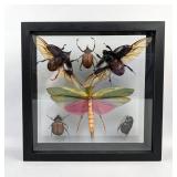 Enema Pan, Qty. 2, Golofa Aegeon, Golofa Eacus, Titanacris Humboldtii, And Tomarus Maimon Insect Dis Enema Pan, Qty. 2, Golofa Aegeon, Golofa Eacus, Titanacris Humboldtii, And Tomarus Maimon Insect Dis