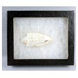 Native American Indian Coral FL Point Arrowhead In Glass Display Box, 5.5" x 4.5"  Native American Indian Coral FL Point Arrowhead In Glass Display Box, 5.5" x 4.5"