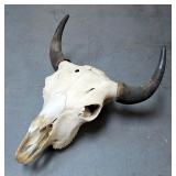 American Buffalo/Bison Skull 