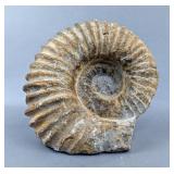 White Ammonite Fossil, Cretaceous Age, c. 90 Million Years Old, Found In Agadir, Morocco, 4.5" Tall 