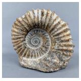 White Ammonite Fossil, Cretaceous Age, c. 90 Million Years Old, Found In Agadir, Morocco, 5" Tall x 