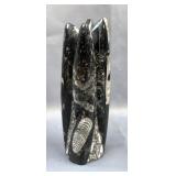 Orthoceras Rocket Fossil, 7.25" Tall