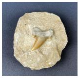 Otodus Shark Tooth On Rock, 3.25" x 3"