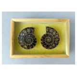 Polished Ammonite Fossils In Display Case, Jewelry Grade