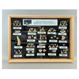 Morocco Phosphate Mines Fish And Reptile Fossils, In Wood And Glass Display Box