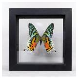 Urania Ripheus Butterfly Display, 5.75" x 5.75"