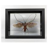 Acrocinus Longimanus Insect Display, 8.75" x 6.75"