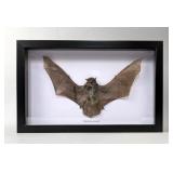 Pipistrellus Javanicus Bat Display, 10.5" x 6.75"