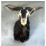 Black Catalina Goat Taxidermy Shoulder Mount 