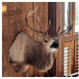 0-Point Elk Shoulder Mount Taxidermy 