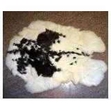 Fur Pelts and Coyote Head, Qty 7, Believed to Be Genuine Fur